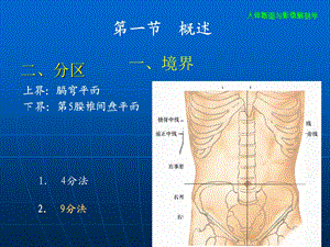 腹部断层解剖及注意点.ppt