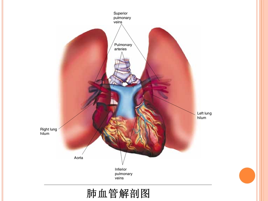 肺血管病理图片及解析.ppt_第3页