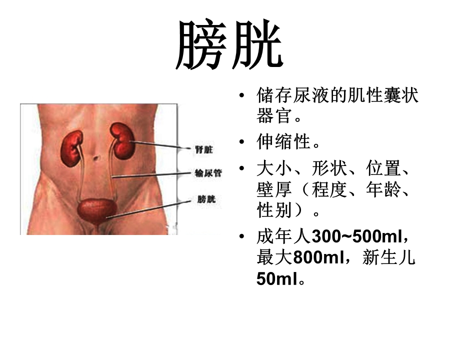 膀胱解剖及临床.ppt_第2页