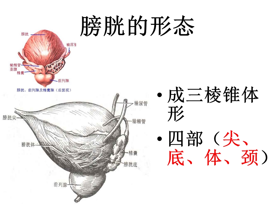 膀胱解剖及临床.ppt_第3页