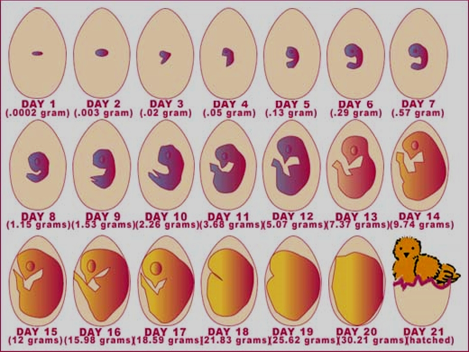 肉鸡孵化胚胎发育过.ppt_第2页