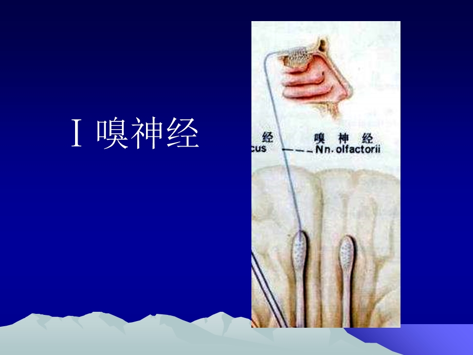 神经生物学脑神经教案.ppt_第3页