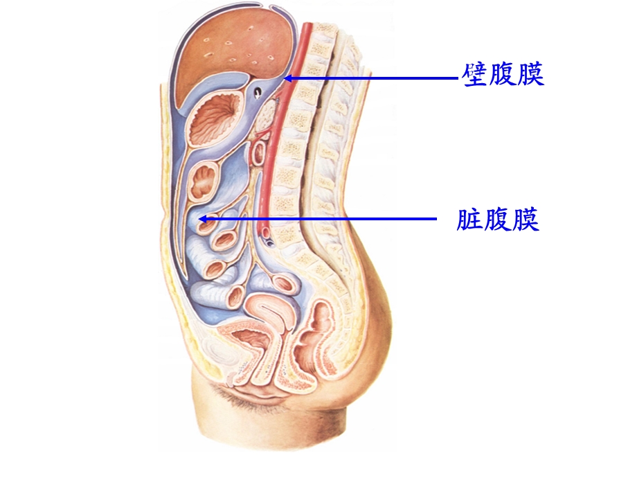 腹膜、腹膜腔、结肠上区解剖.ppt_第3页