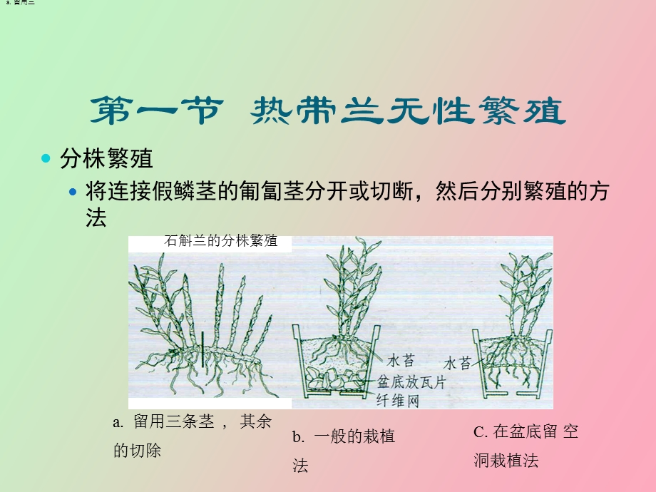 热带兰的繁殖.ppt_第3页