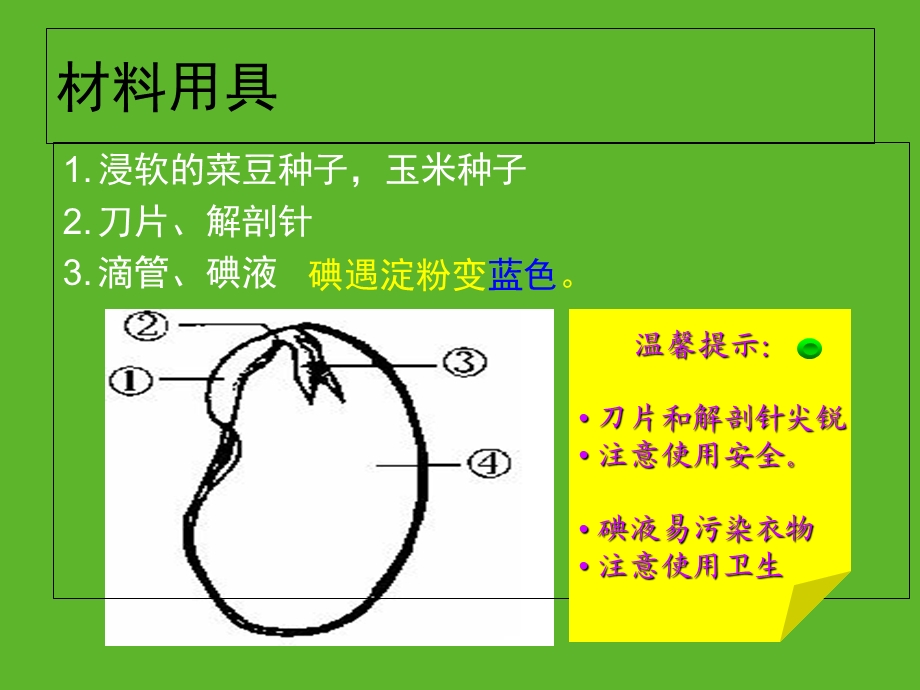 观察种子的结构(优质课).ppt_第3页