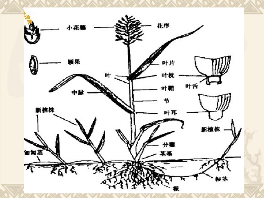 草坪学基础教学.ppt_第3页