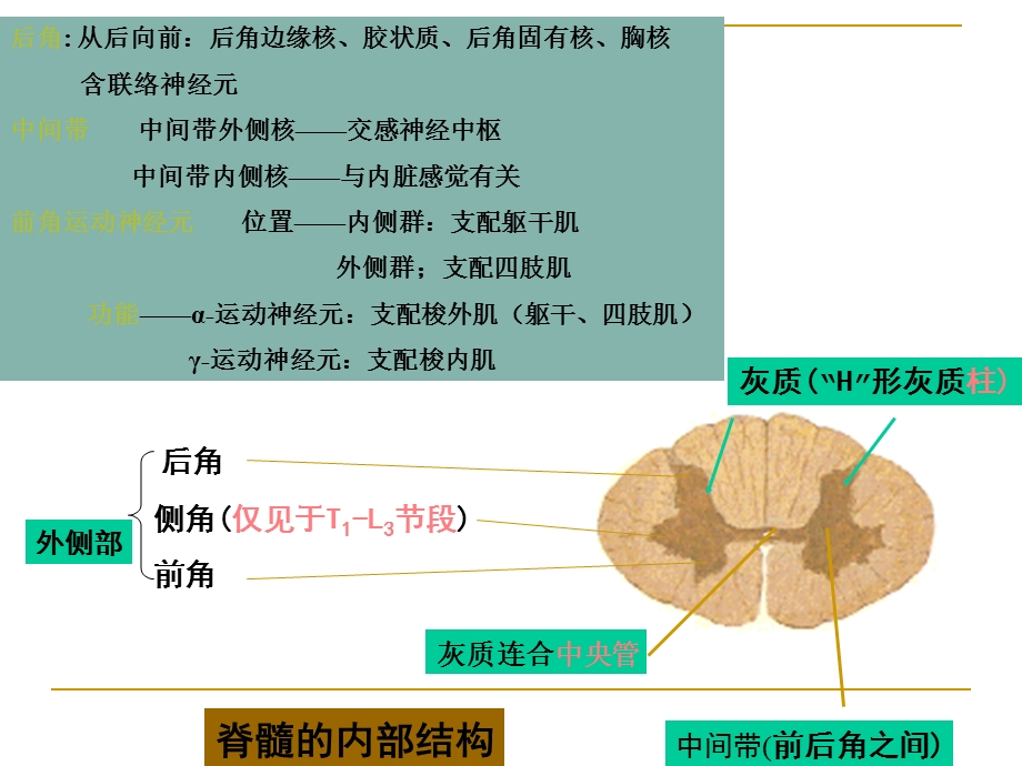 脊髓内部结构.ppt_第2页