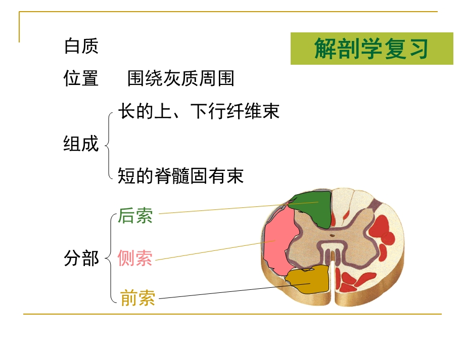 脊髓内部结构.ppt_第3页