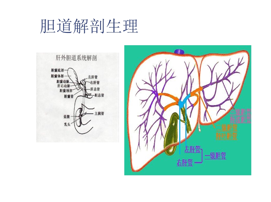 胆囊结石及其防治.ppt_第2页