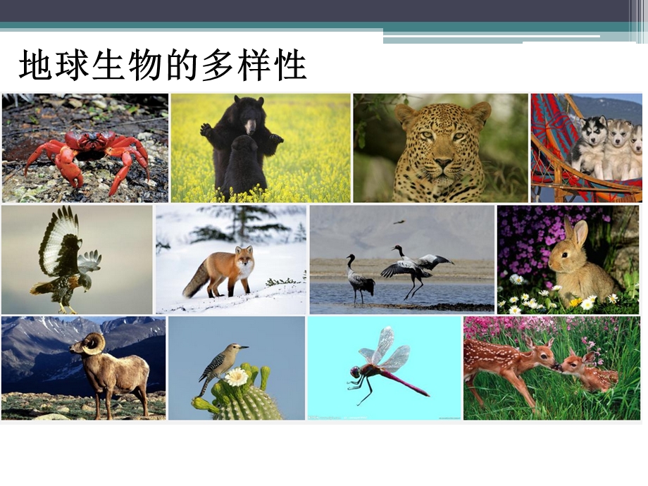 进化生物学课件-物种和物种的形成.ppt_第3页