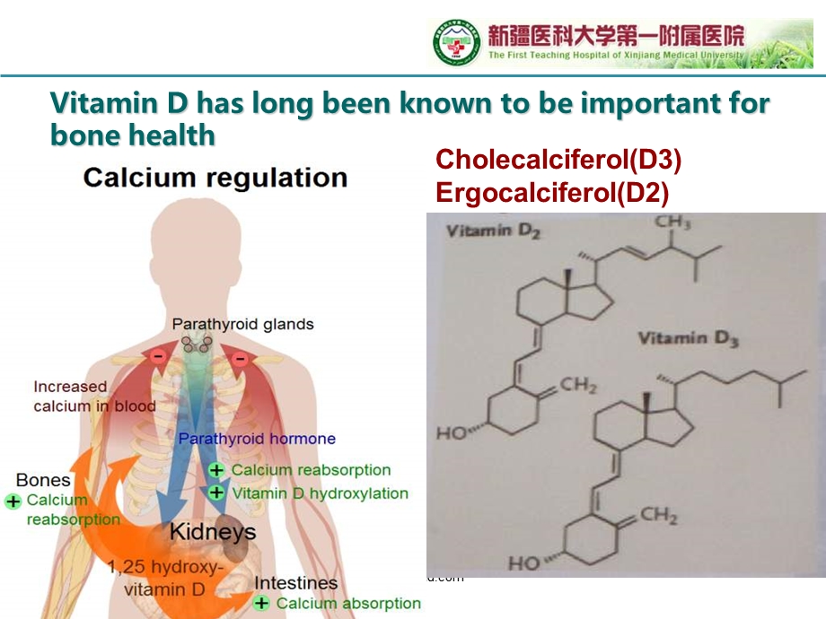 高血压与维生素.ppt_第3页