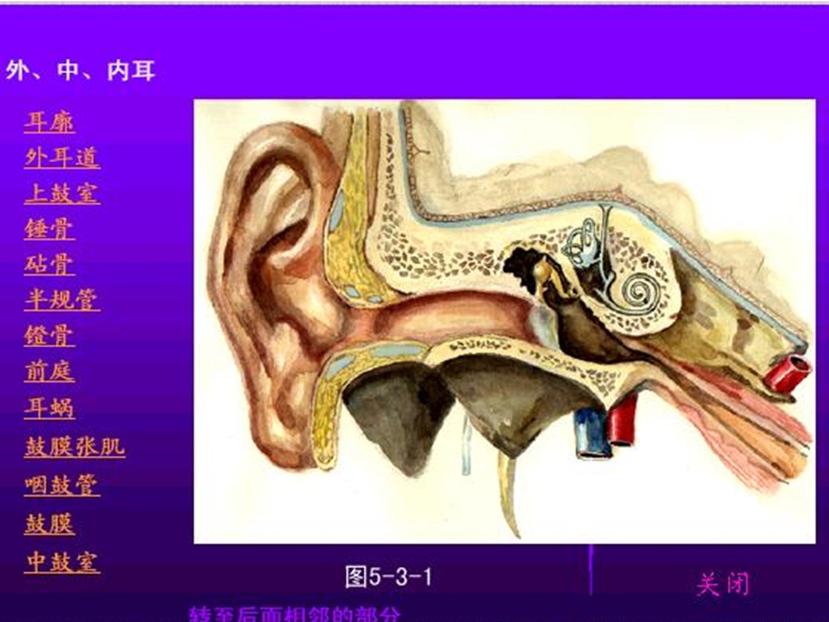 耳鼻咽喉解剖生理.ppt_第3页