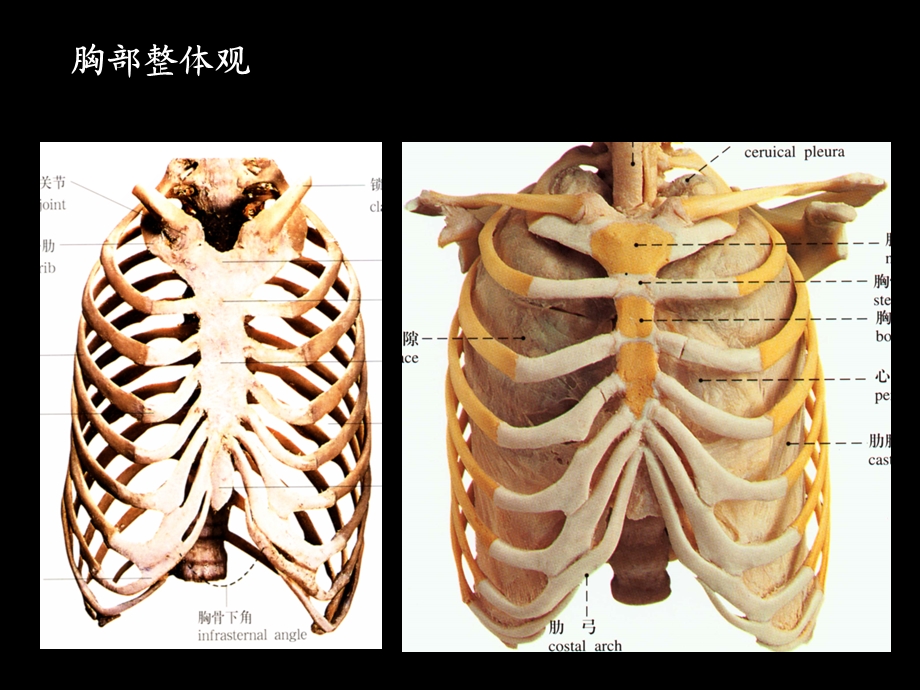 胸部水平断面解剖PPT课件.ppt_第2页