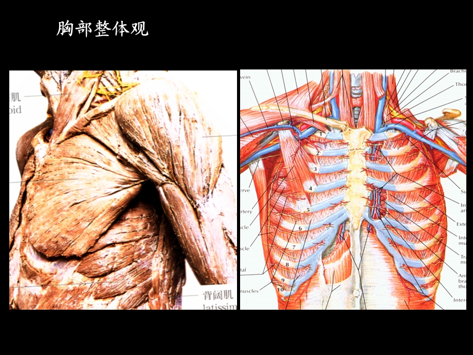 胸部水平断面解剖PPT课件.ppt_第3页