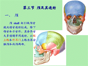 颅骨及其连结.ppt