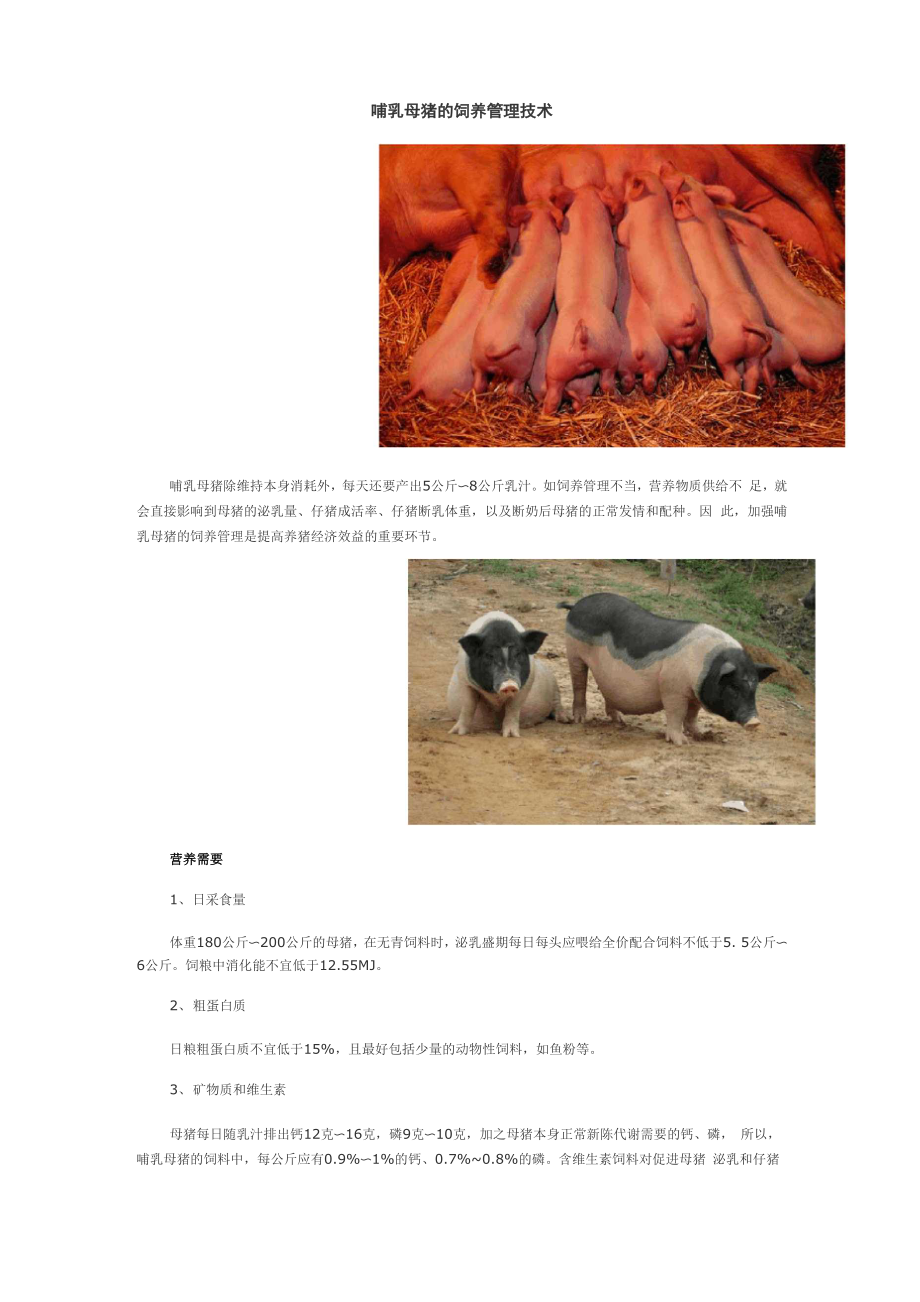 哺乳母猪的饲养管理技术.docx_第1页