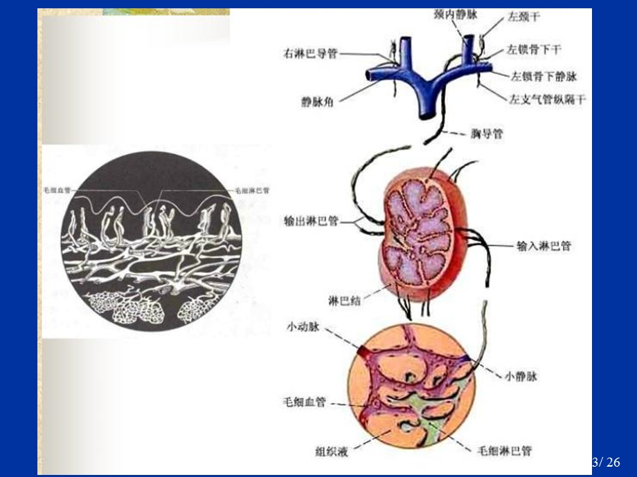 肺癌淋巴结分期与分组-最新版.ppt_第3页