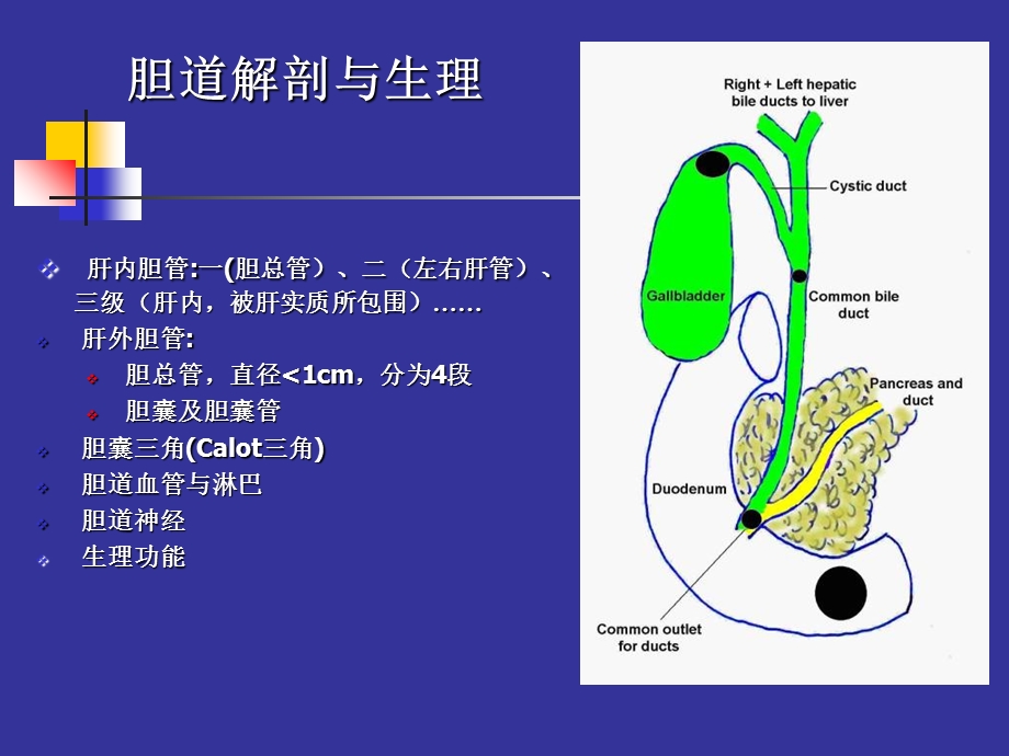 胆石症的诊断和治疗.ppt_第2页