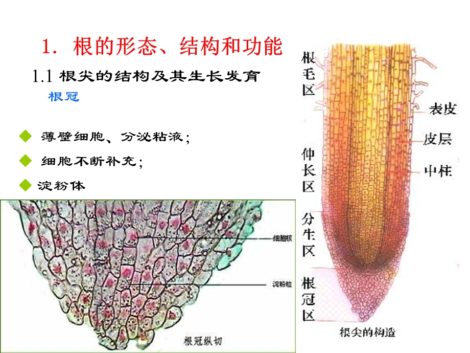 被子植物营养器官.ppt_第3页