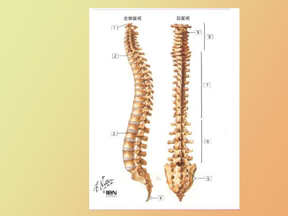 脊柱应用解剖.ppt_第3页