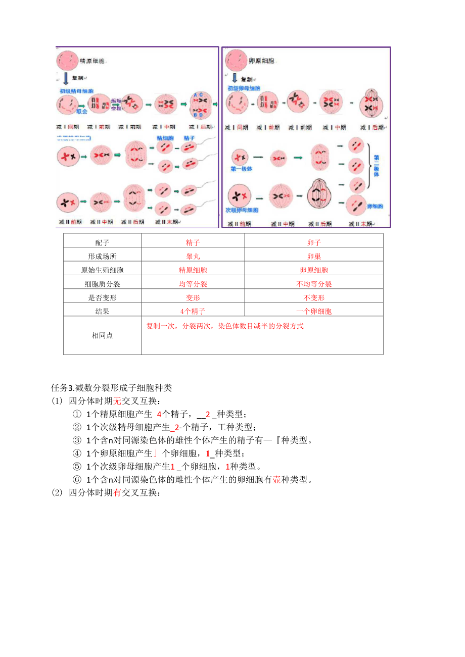 卵细胞的形成过程.docx_第2页