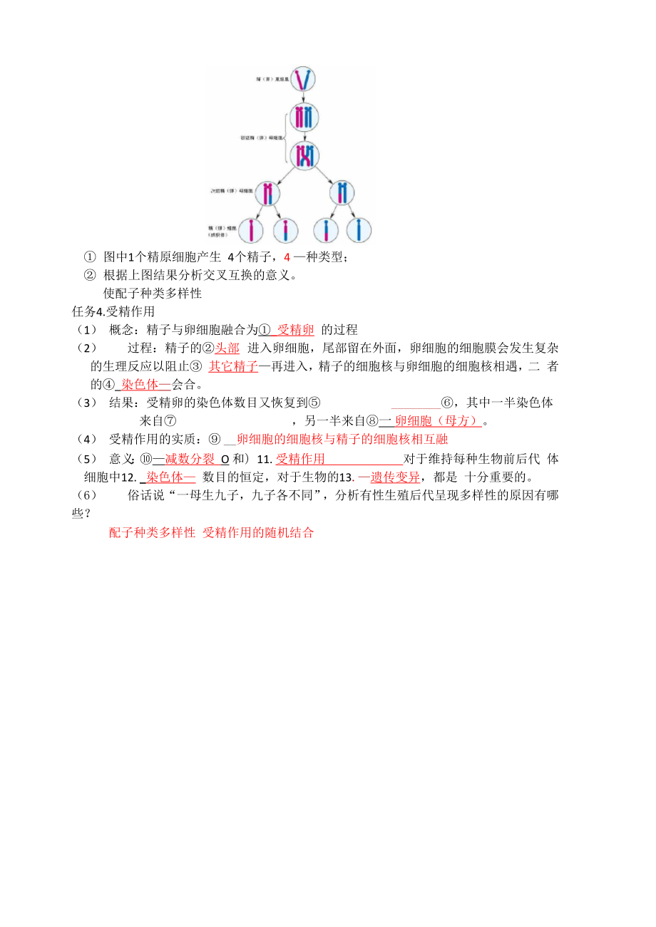 卵细胞的形成过程.docx_第3页