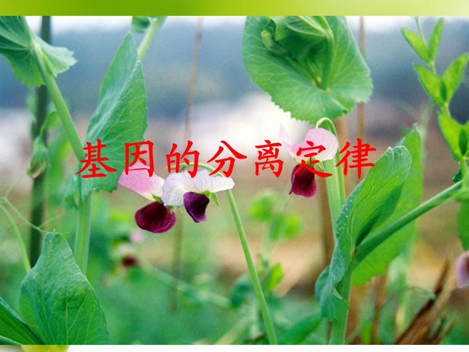 高一必修二生物第一章第一节.ppt_第1页