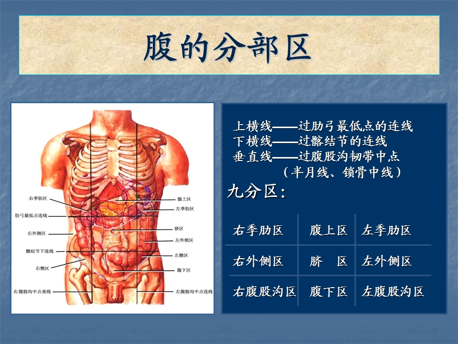 腹部的局部解剖.ppt_第2页