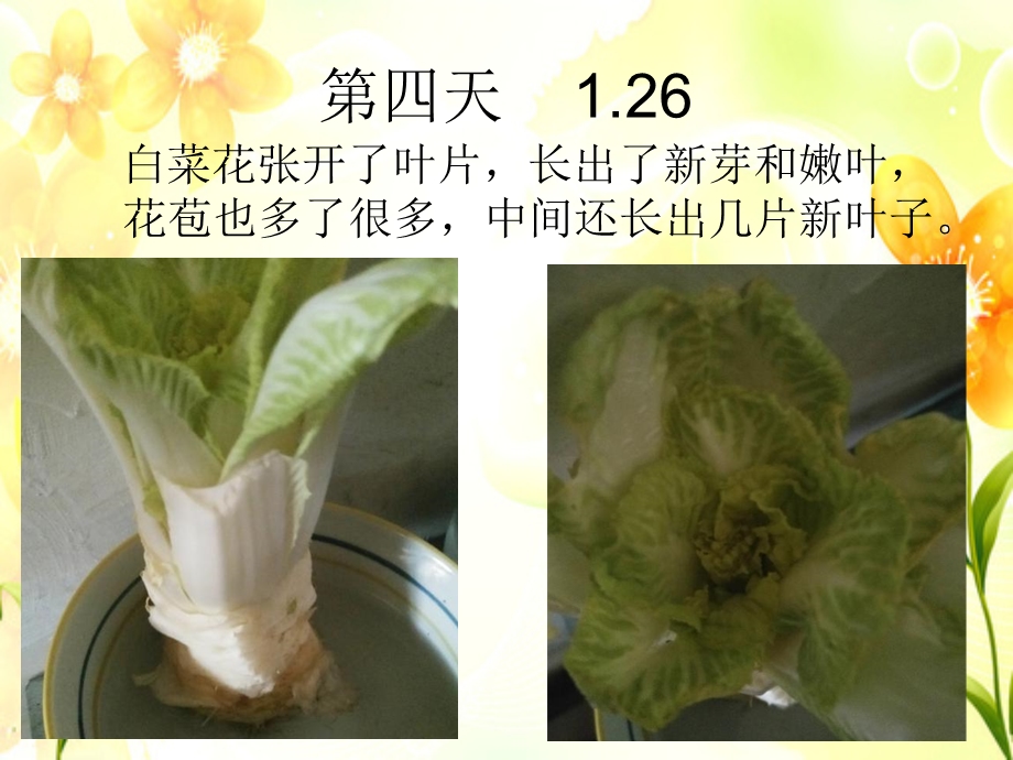 白菜花的生长记录.ppt_第3页