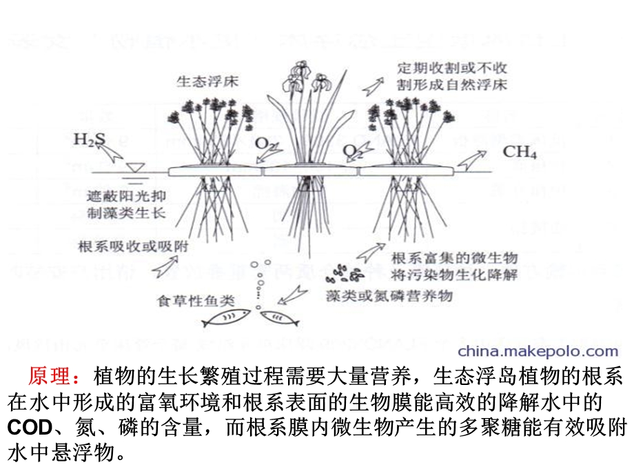 说“地”讲“理”-等你来(生态浮岛).ppt_第3页