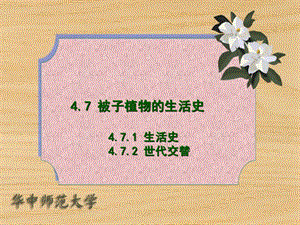 被子植物的生活史.ppt