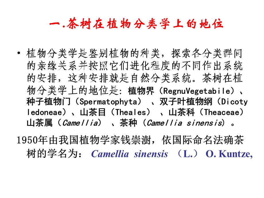 茶树的生物学特性.ppt_第3页