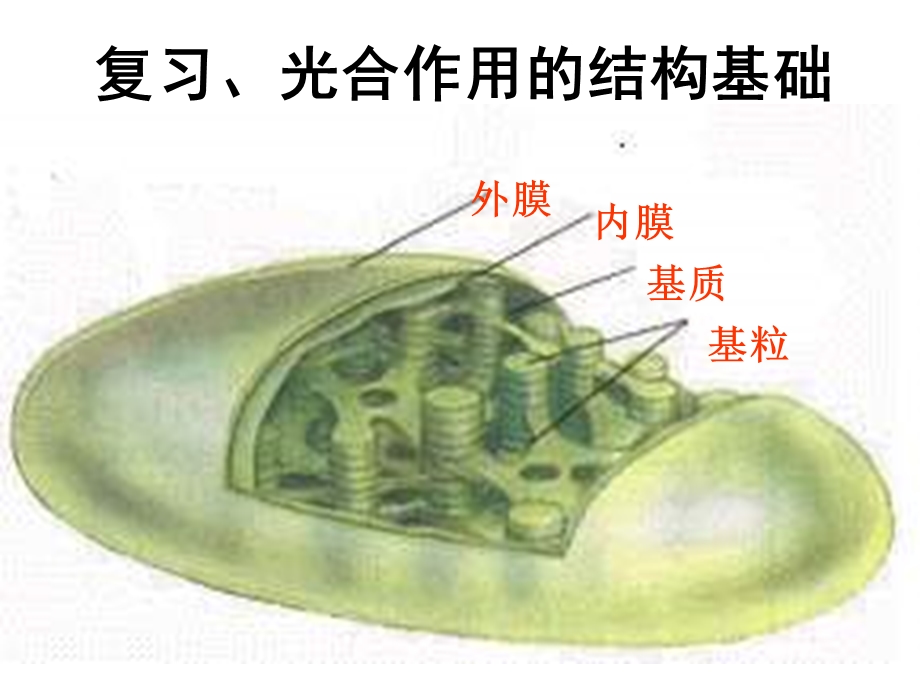 高一生物光与光合作用.ppt_第2页