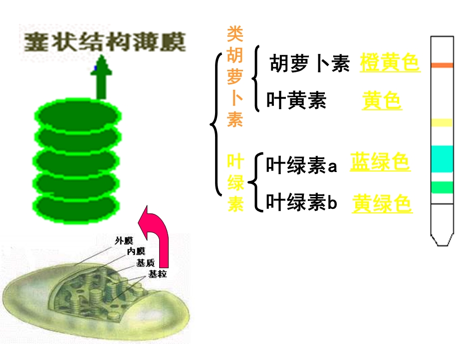 高一生物光与光合作用.ppt_第3页