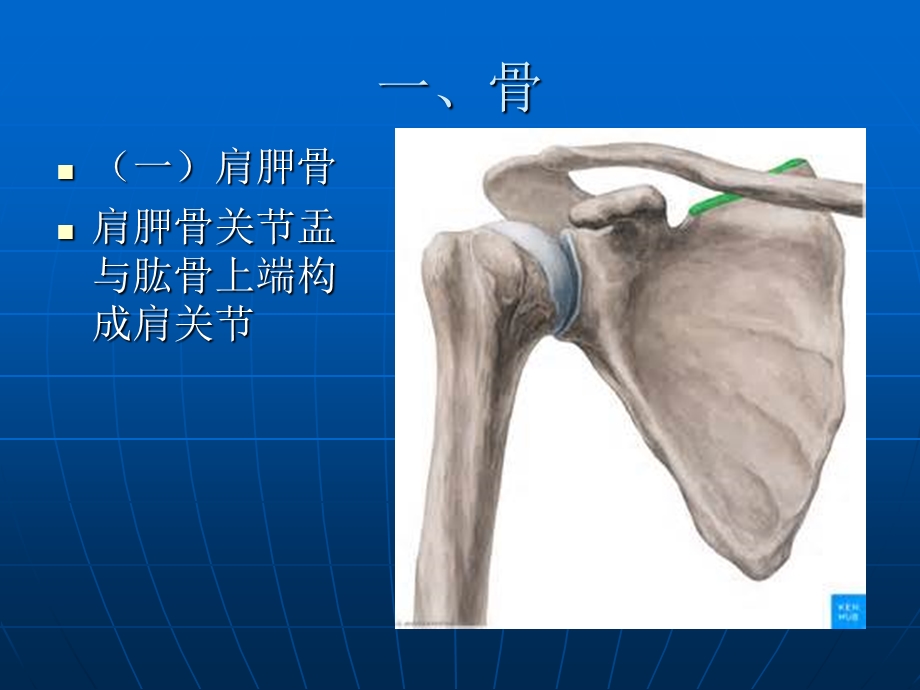 肩关节应用解剖.ppt_第3页