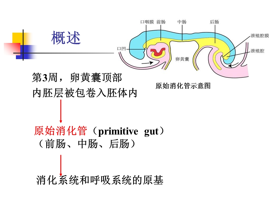 消化呼吸颜面系统发生.ppt_第2页