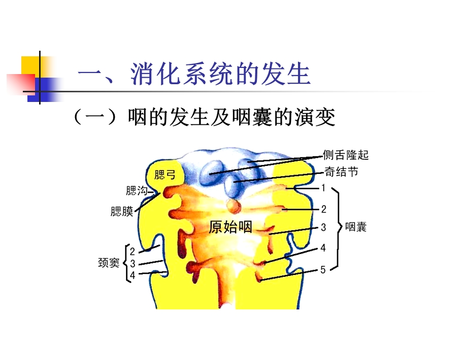 消化呼吸颜面系统发生.ppt_第3页