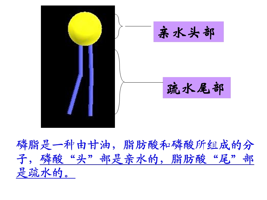 高一生物物质跨膜运输的方式.ppt_第3页