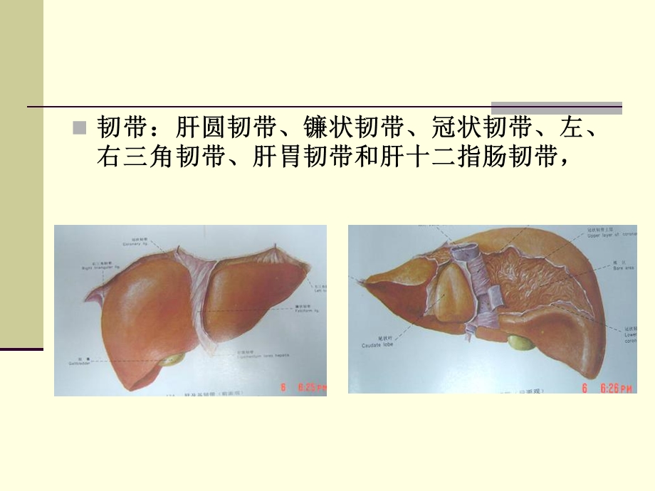 肝脏疾病外科治疗.ppt_第3页