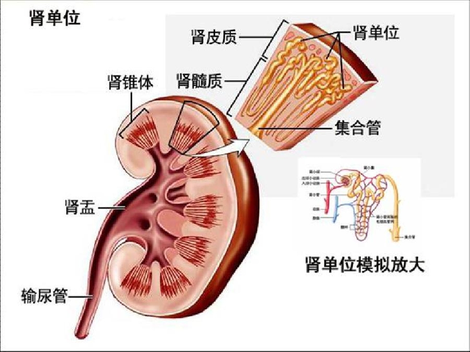 肾损伤的护理ppt.ppt_第3页