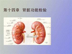 肾脏功能检验.ppt