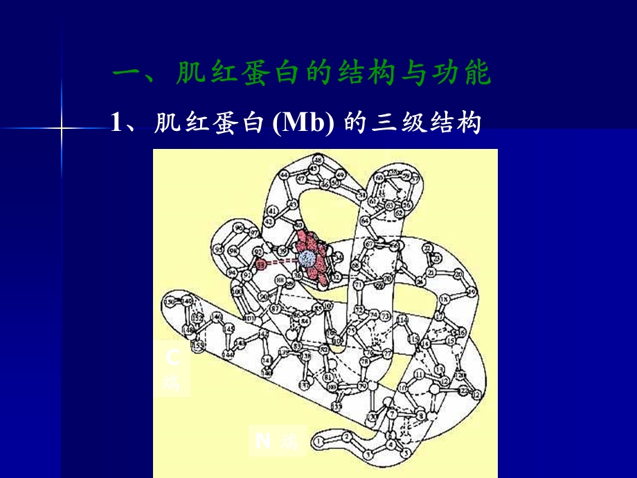 蛋白结构与功能.ppt_第2页