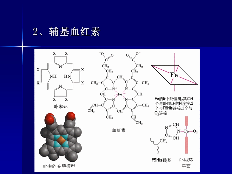 蛋白结构与功能.ppt_第3页