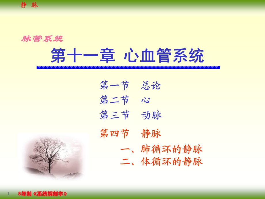 静脉系统临床与解剖.ppt_第1页