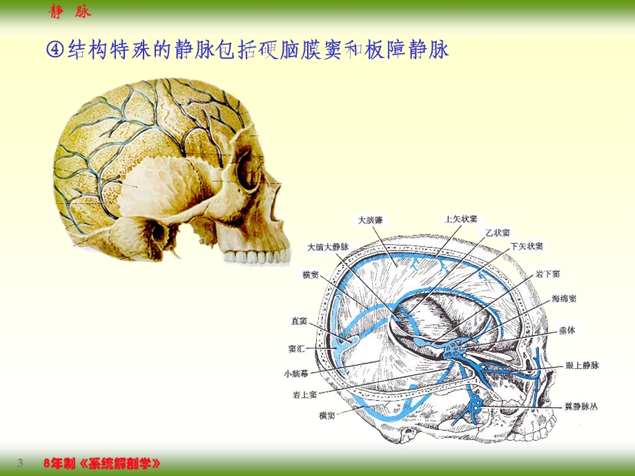 静脉系统临床与解剖.ppt_第3页