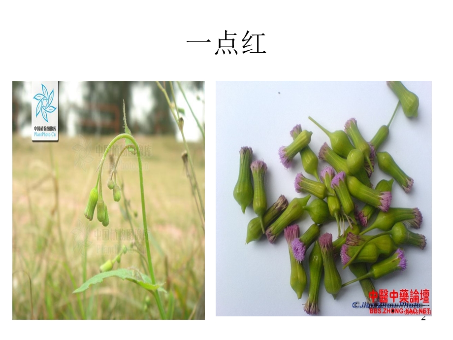 部分中草药图谱.ppt_第2页