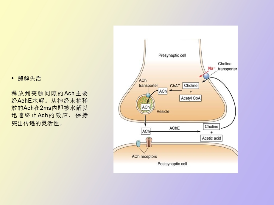 脑的化学构筑.ppt_第3页