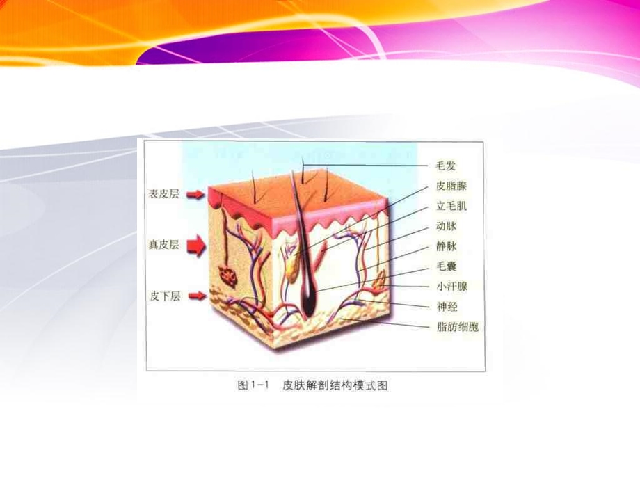 面部皮肤结构功能概述.ppt_第3页