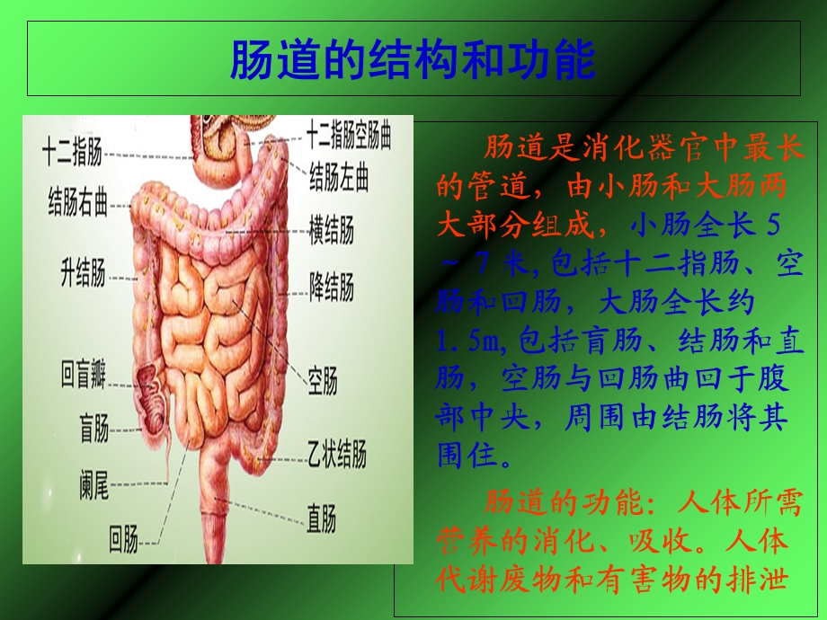 肠道疾病的防治.ppt_第2页