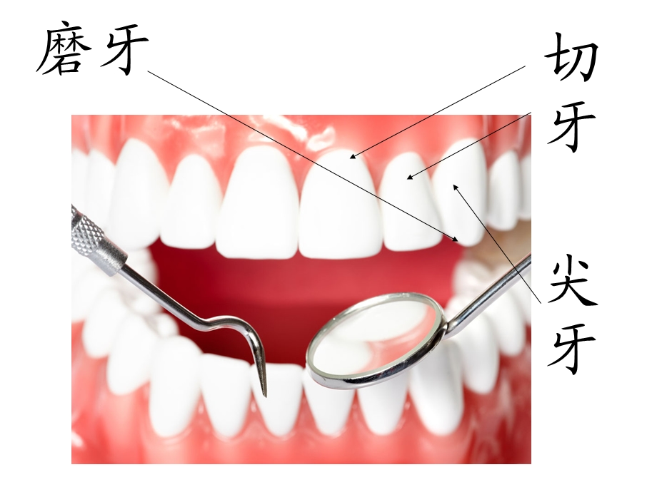 保护我们的牙齿ppt课件.ppt_第3页